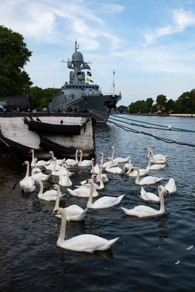 Swans swim peacefully near a warship © Ellen6/Shutterstock