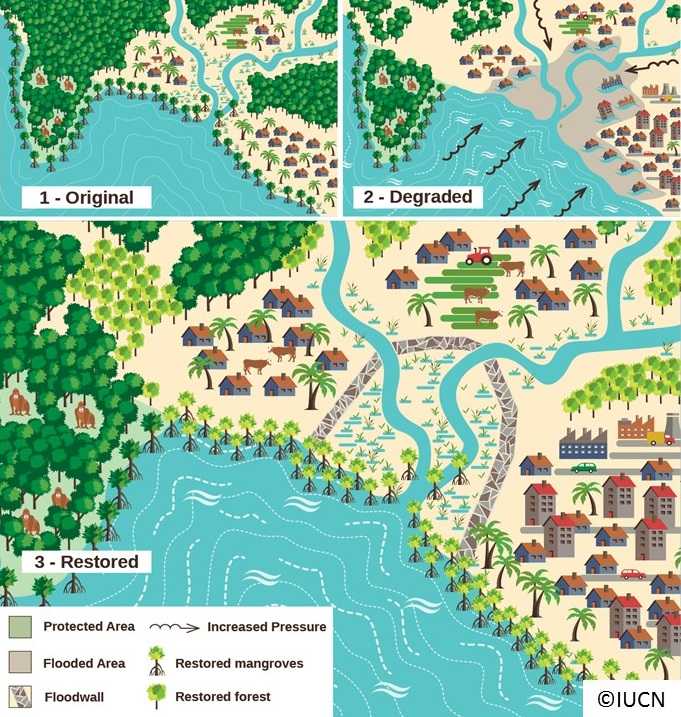 Az erdei biodiverzitással való kapcsolat javítása és árvíz védelem a növekvő településeknek © IUCN