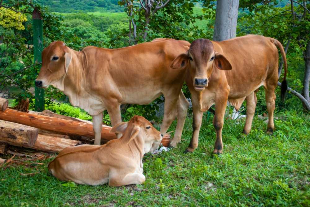 Las vacas adaptadas al bosque en Columbia © April DeBord / Shutterstock