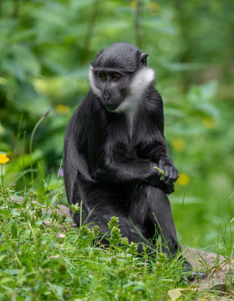 Los primates sólo pueden ser observados, pero es peligroso comer su carne. © Shutterstock / Julian Popov