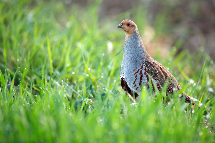 भूरा तीतर पक्षी , स्वस्थ खेत के लिए एक मिसाल © माटेज वर्णिक