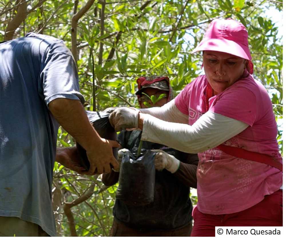 Восстановление прибрежных мангровых зарослей © Marco Quesada