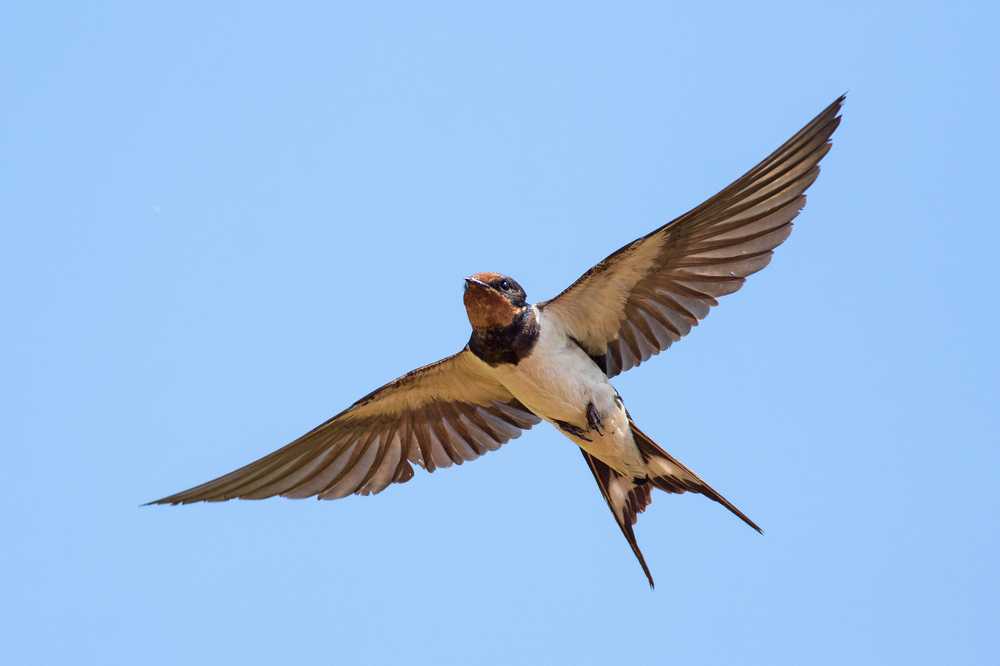 Barn Swallow breeding is moving north © Gallinago_media/Shutterstock