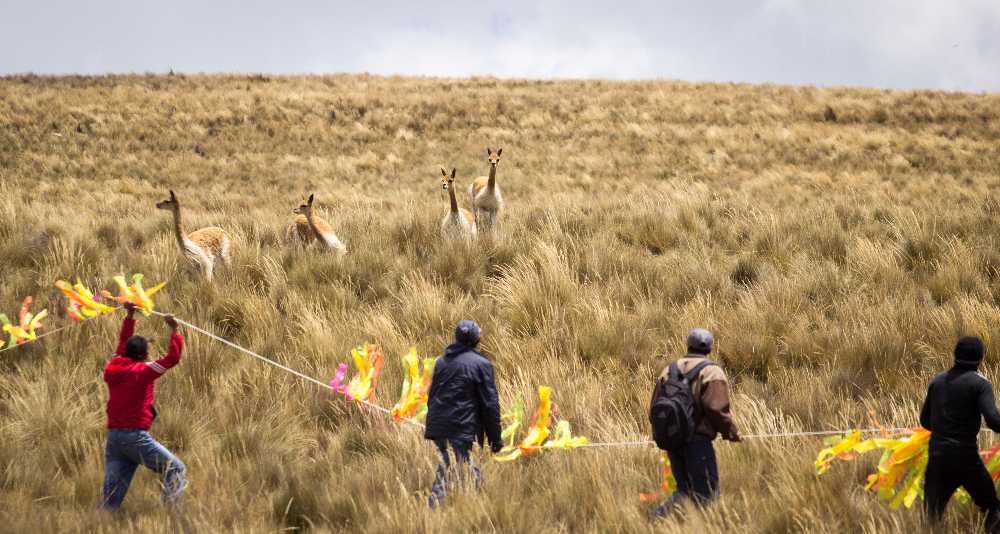 In a healthy ecosystem, Peruvians herd wild vicuña each year for their valuable wool © Ryan Smith/Shutterstock